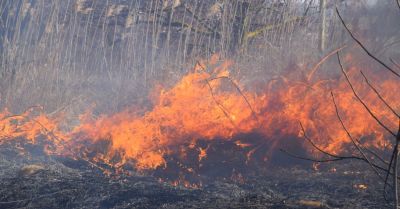 Upał daje się we znaki, od rana 15 pożarów lasów, traw i nieużytków