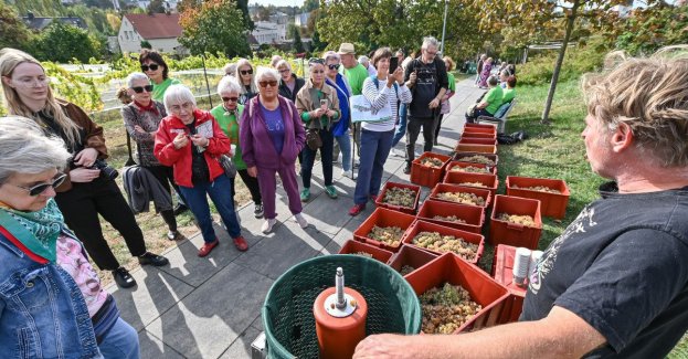 2 października 2026 r. przy Zielonogórskiej Palmiarni odbyło się pierwsze spotkanie Zielonogórskiej Akademii Winogrodnika. Seniorzy poznawali zasady pielęgnacji i zbioru winogron oraz proces przetwarzania owoców po zbiorach.